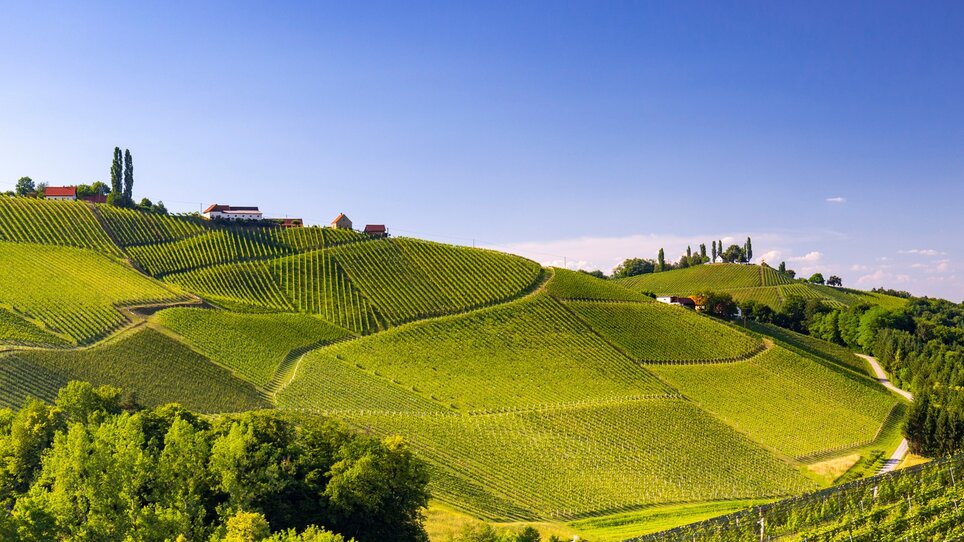 Blick auf die Südsteirische Weinstraße bei Gamlitz | © Steiermark Tourismus/Harry Schiffer