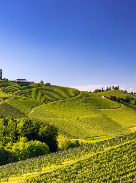 Blick auf die Südsteirische Weinstraße bei Gamlitz | © Steiermark Tourismus/Harry Schiffer