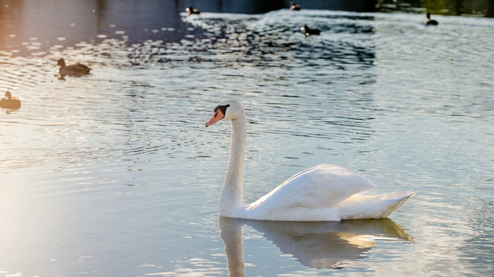 A beautiful swan glides on the calm water surrounded by ducks. | © Graz Tourismus