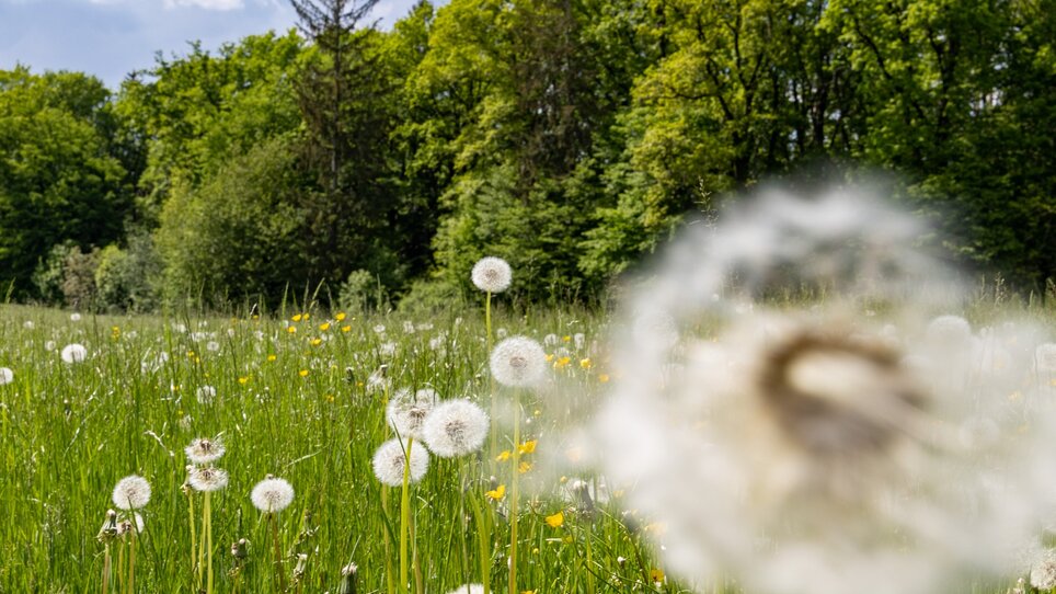 Field with dandelions and trees in the background, blurry. | © Graz Tourismus