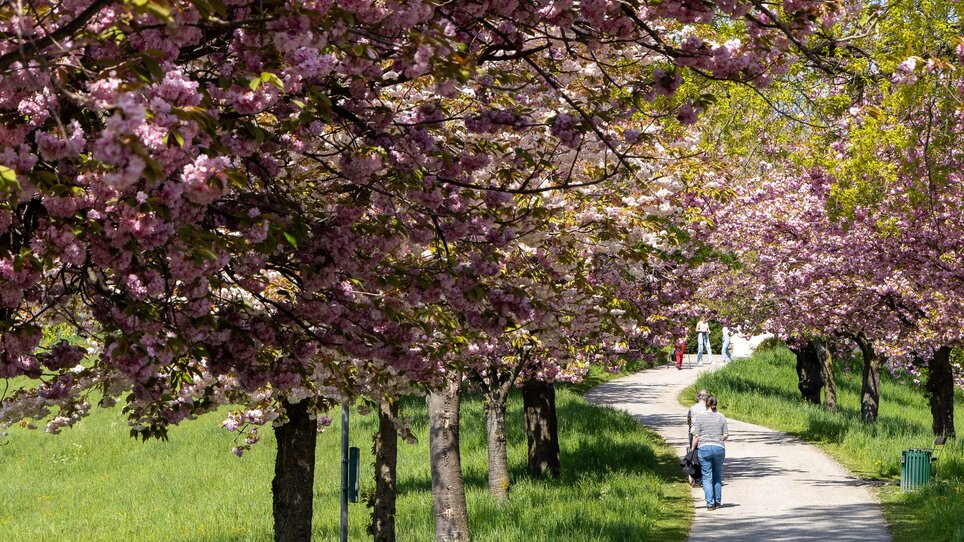 A stroll under blooming cherry trees in Graz.