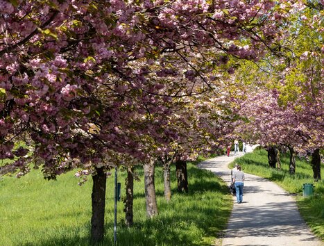 A stroll under blooming cherry trees in Graz.