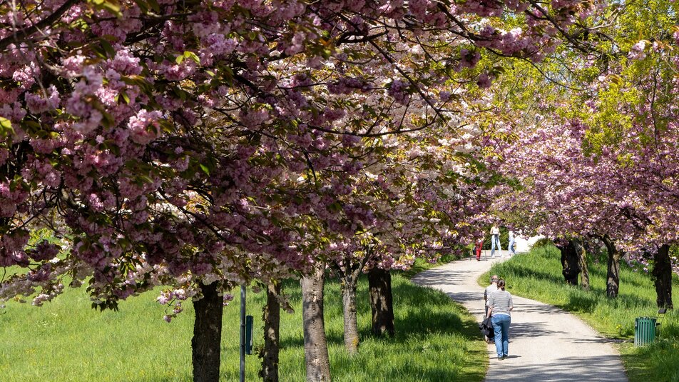 A stroll under blooming cherry trees in Graz.