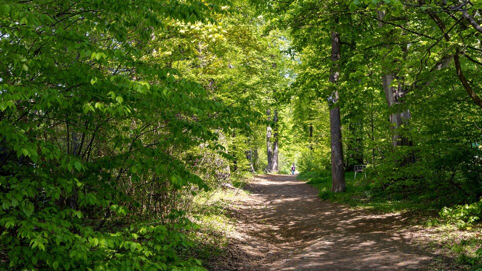 A narrow path between green trees and shrubs in spring.