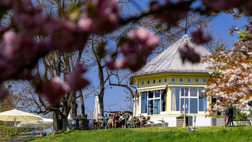 A pavilion surrounded by blooming trees and green grass.