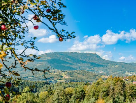 View over Schaftal and Stiftingtal valleys with apples in foreground and mountains in background. | © Graz Tourismus