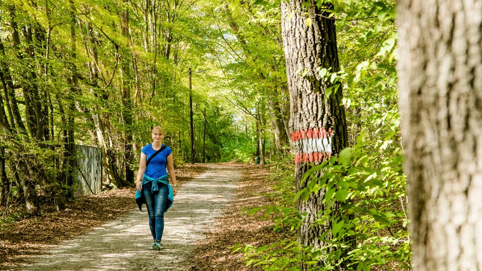 Eine Frau geht in einem Wald auf einem Weg, umgeben von Bäumen und Blättern. | © Graz Tourismus