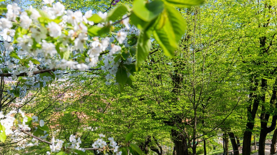 Frühling im Park mit blühenden Bäumen in Graz. | © Graztourismus - Harry Schiffer