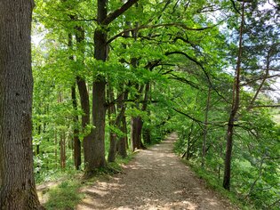 A serene forest path lined with green trees on a sunny day. | © Graz Tourismus
