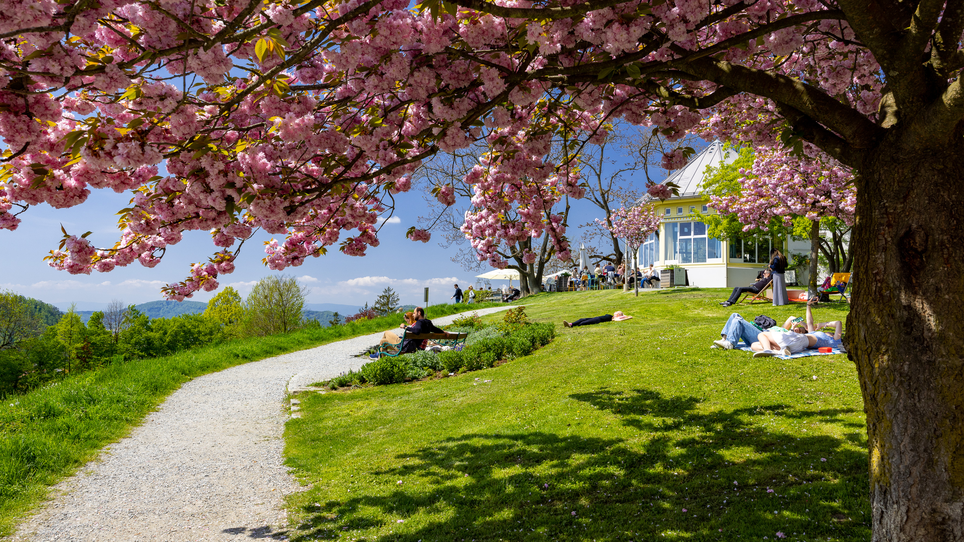 Blühende Kirschbäume, eine grüne Wiese und entspannte Menschen am Rosenhain in Graz. | © Graz Tourismus - Harry Schiffer