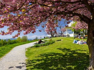 Blooming cherry trees, green grass, and relaxed people in the park. | © Graz Tourismus - Harry Schiffer