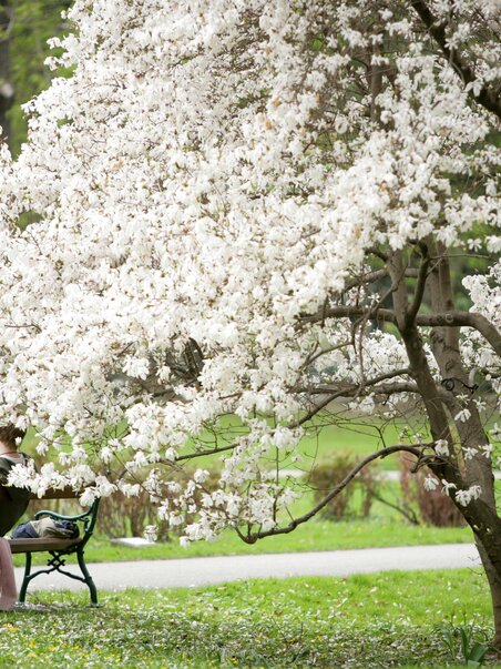 Couple sitting under blooming tree in Graz Stadtpark. | © Graz Tourismus - Harry Schiffer