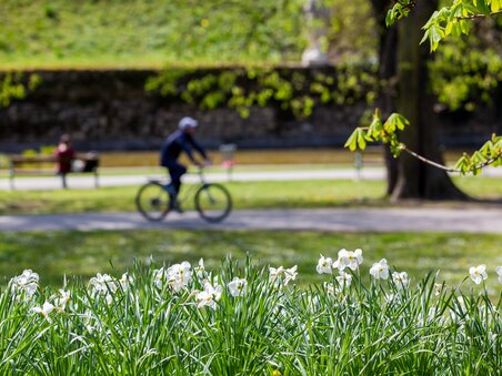 Spring in Graz Stadtpark with blooming daffodils and cyclist. | © Graz Tourismus - Harry Schiffer