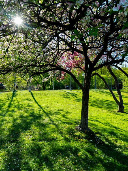 Blooming tree in city park, with sun rays and green grass. | © Graz Tourismus - Harry Schiffer