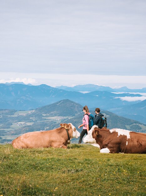 Ein Paar wandert in den Bergen, während Kühe auf der Wiese liegen. | © Graz Tourismus