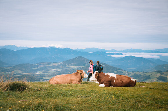 Ein Paar wandert in den Bergen, während Kühe auf der Wiese liegen. | © Graz Tourismus