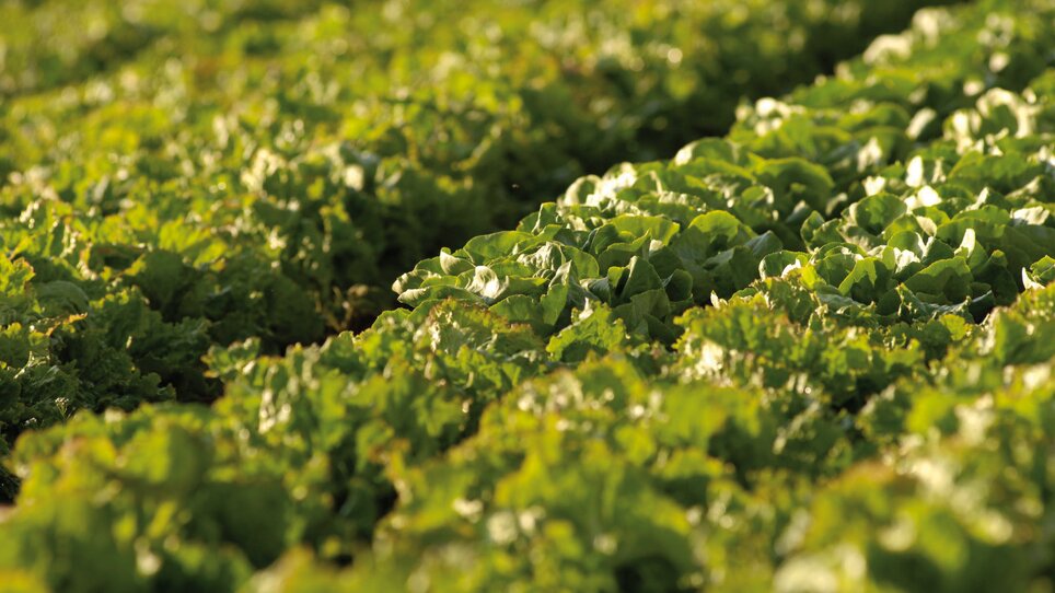 Weitläufiges Feld mit frischem, grünem Salat im Sonnenlicht. | © GenussRegion Österreich