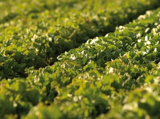 Weitläufiges Feld mit frischem, grünem Salat im Sonnenlicht. | © GenussRegion Österreich