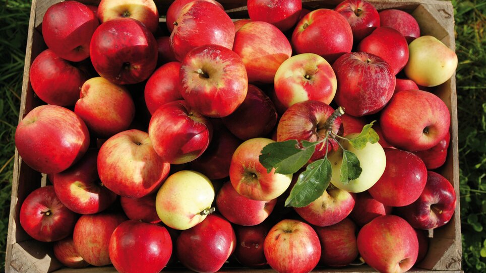 Styrian apples | © GenussRegion Österreich