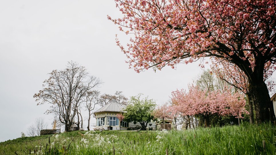 Blühende Kirschbäume umgeben ein charmantes Café auf einer Wiese. | © Cafe Rosenhain
