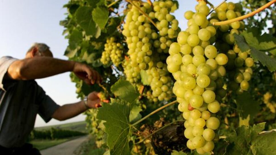 A worker cuts green grapes in a vineyard. | © Sattler