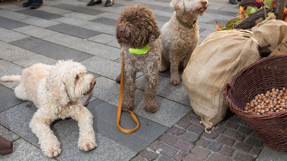 Tre cani al mercato del tartufo a Graz, circondati da sacchi di noci. | © Graz Tourismus - Harry Schiffer