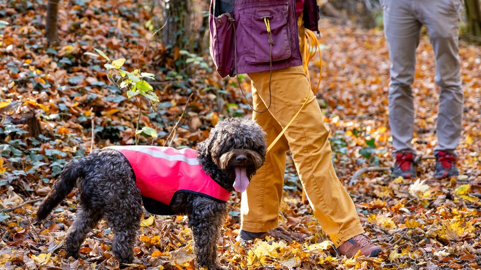 A dog in a pink harness stands on a leaf-covered path, while people walk in the background. | © Graz Tourismus - Harry Schiffer