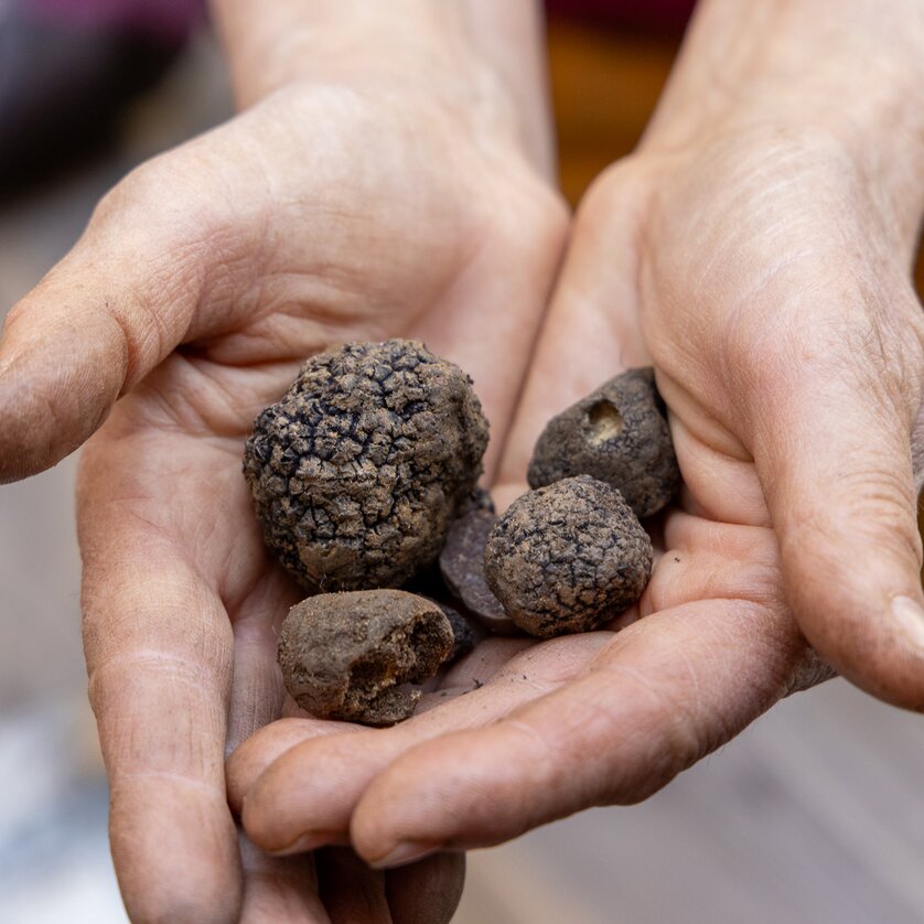 Truffle festival in Graz: Truffle hike in the Leechwald forest | © Graz Tourismus - Harry Schiffer Hands holding various truffles dug out from the ground. | © Graz Tourismus - Harry Schiffer