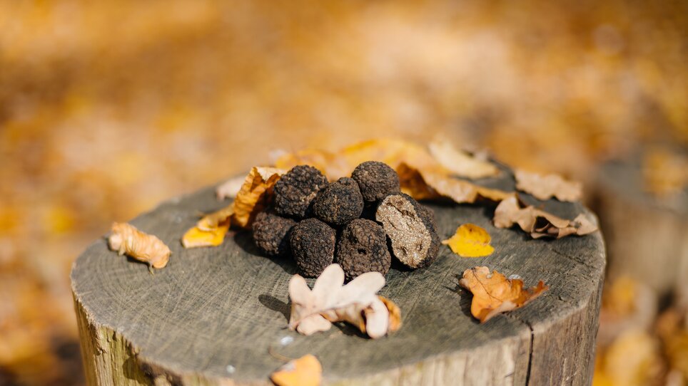 A pile of truffles on a tree stump, surrounded by autumn leaves. | © Gregor Hiebl