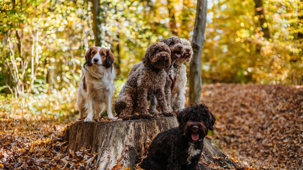 Four dogs sit on a tree stump in a colorful autumn forest. | © Gregor Hiebl
