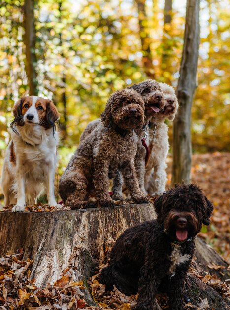 Vier Hunde sitzen auf einem Baumstumpf im bunten Herbstwald. | © Gregor Hiebl