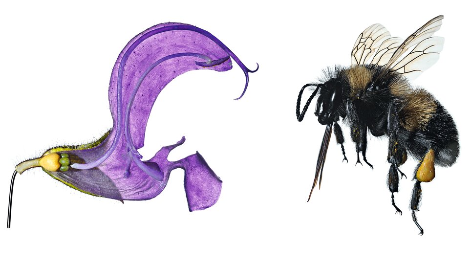 Blüte und Hummel | © Naturkundemuseum
