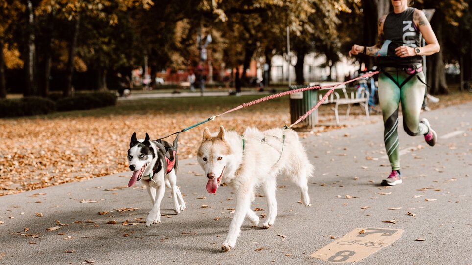 Eine Frau joggt mit zwei fröhlichen Hunden bei herbstlichen Blättern. | © Mario Sudy