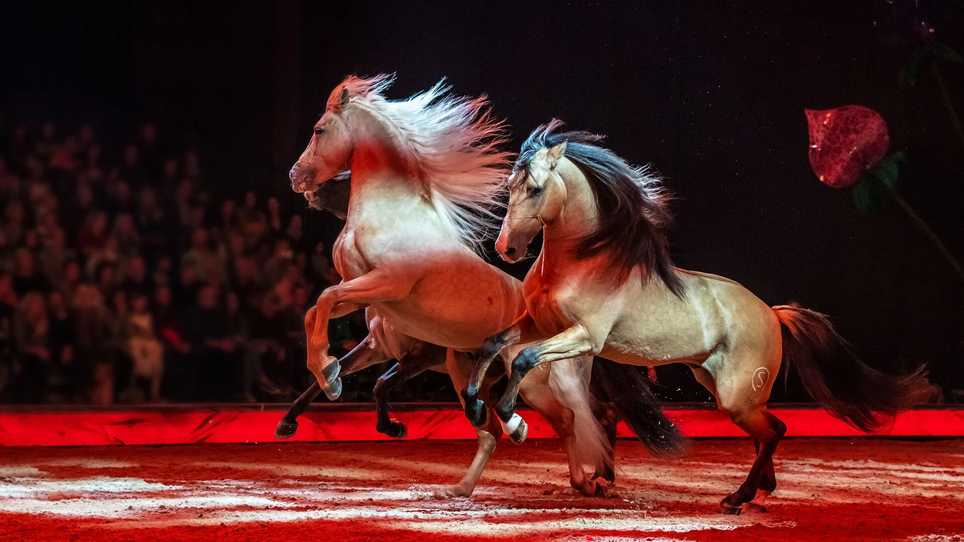 Zwei Pferde voller Energie bei der CAVALLUNA Show, beleuchtet von rotem Licht. | © CAVALLUNA