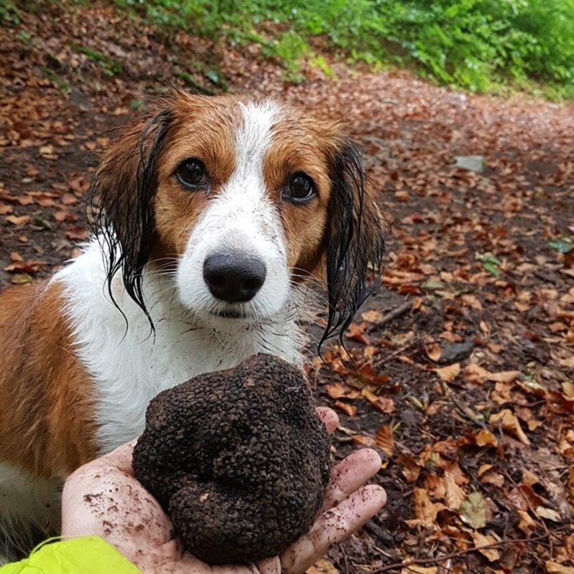 Guided truffle hikes | © GBG