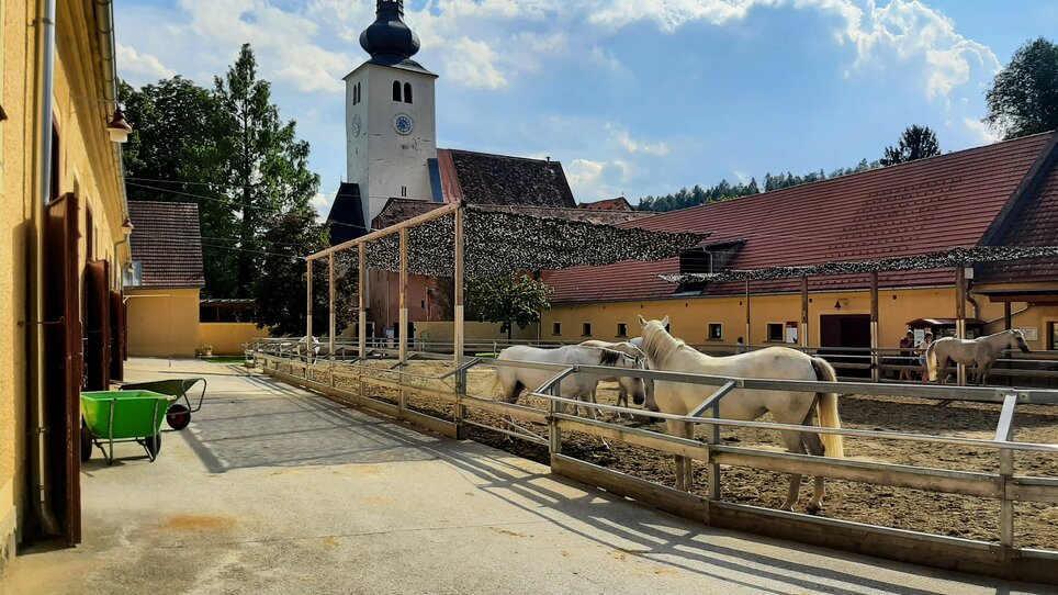 Blick auf den Pferdestall im JUFA Hotel Maria Lankowitz mit Weißer Pferden. | © JUFA Hotel Maria Lankowitz