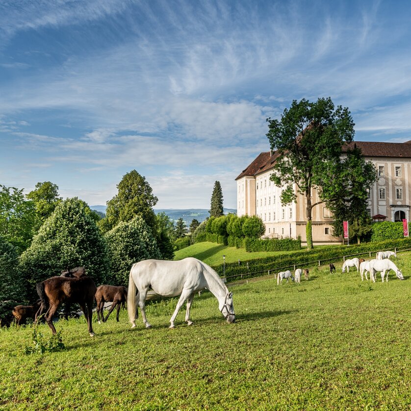 Lipizzaner Stud Farm Piber | © Lipizzanerheimat-Die Abbilderei