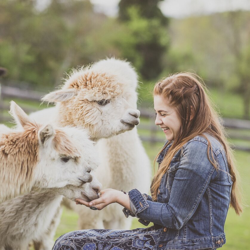 Schöcklblick alpacas | © dieSonne