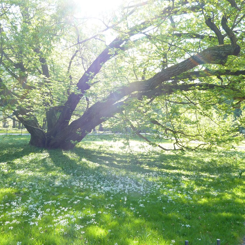 Flügelnuss | © land Baum Flügelnuss auf grüner Wiese | © land