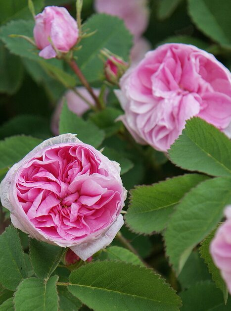 Rosa centifolia, Petite de Hollande | © UMJ - PS