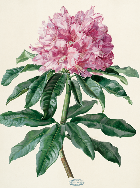 Detailierte Darstellung einer pinken Rhododendron-Blüte mit üppigem Laub. | © Foto UMJ - N. Lackner