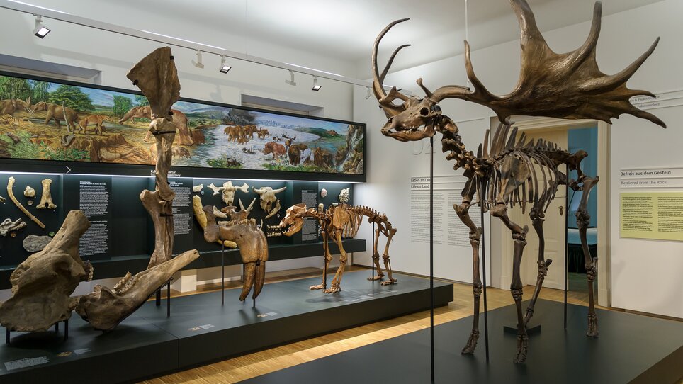 An exhibit displays various fossils and other prehistoric animals. | © UMJ - N. Lackner +