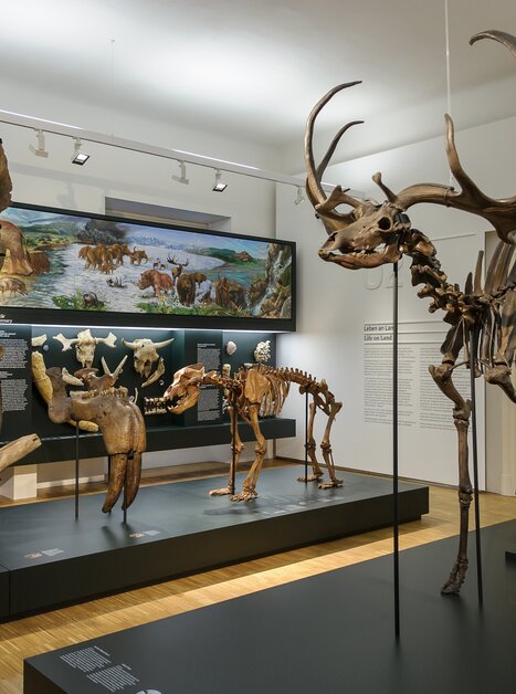 An exhibit displays various fossils and other prehistoric animals. | © UMJ - N. Lackner +