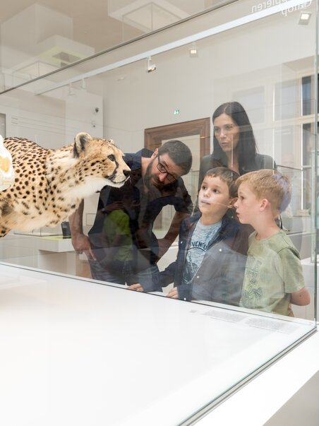 Familie und Kinder betrachten ein Gepardenskelett im Museum. | © UMJ - Harry Schiffer
