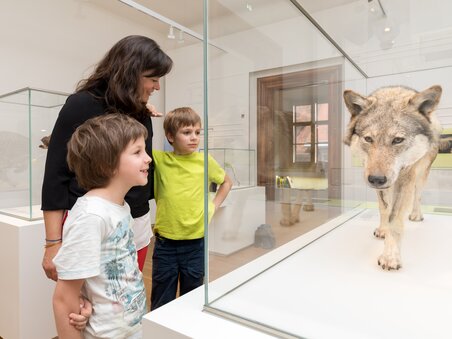 Familie betrachtet ausgestopften Wolf im Museum. | © UMJ - Harry Schiffer