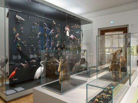 Präsentation von Vögeln und Tieren im Naturkundemuseum. | © UMJ - N. Lackner