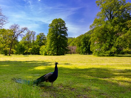 The park around Eggenberg Palace featuring a peacock in the foreground. | © Graz Tourismus - Harry Schiffer