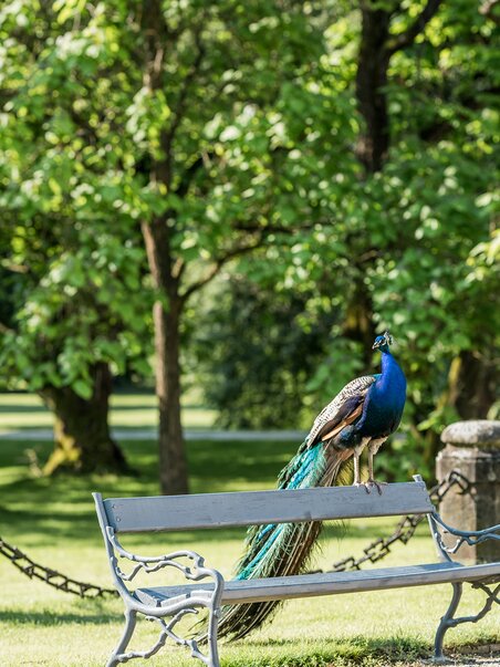Woman taking selfie with peacock in the park around Eggenberg Palace. | © Graz Tourismus - Mias Photoart