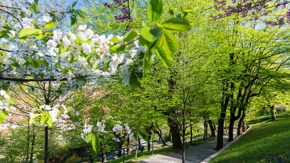 Blühende Bäume und grüne Spazierwege auf dem Schlossberg in Graz. | © Graz Tourismus - Harry Schiffer