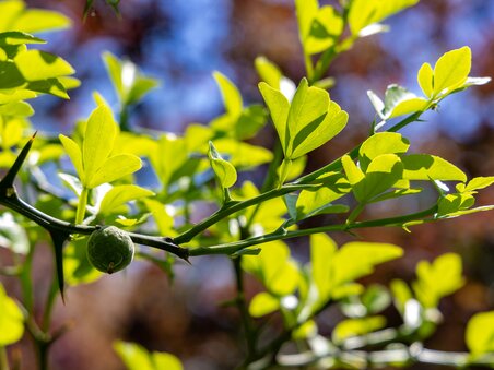 Close-up of a bitter orange tree with fresh green leaves. | © Graz Tourismus - Harry Schiffer